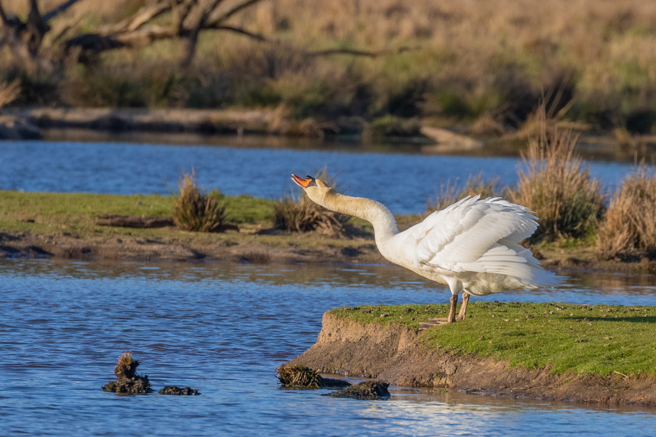 Der Schwan feiert seinen Sieg