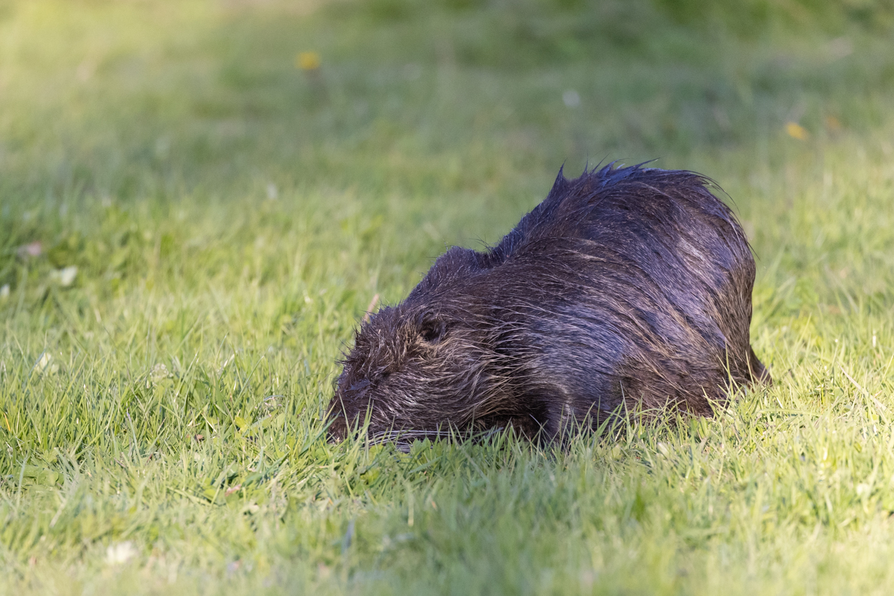 Nutria