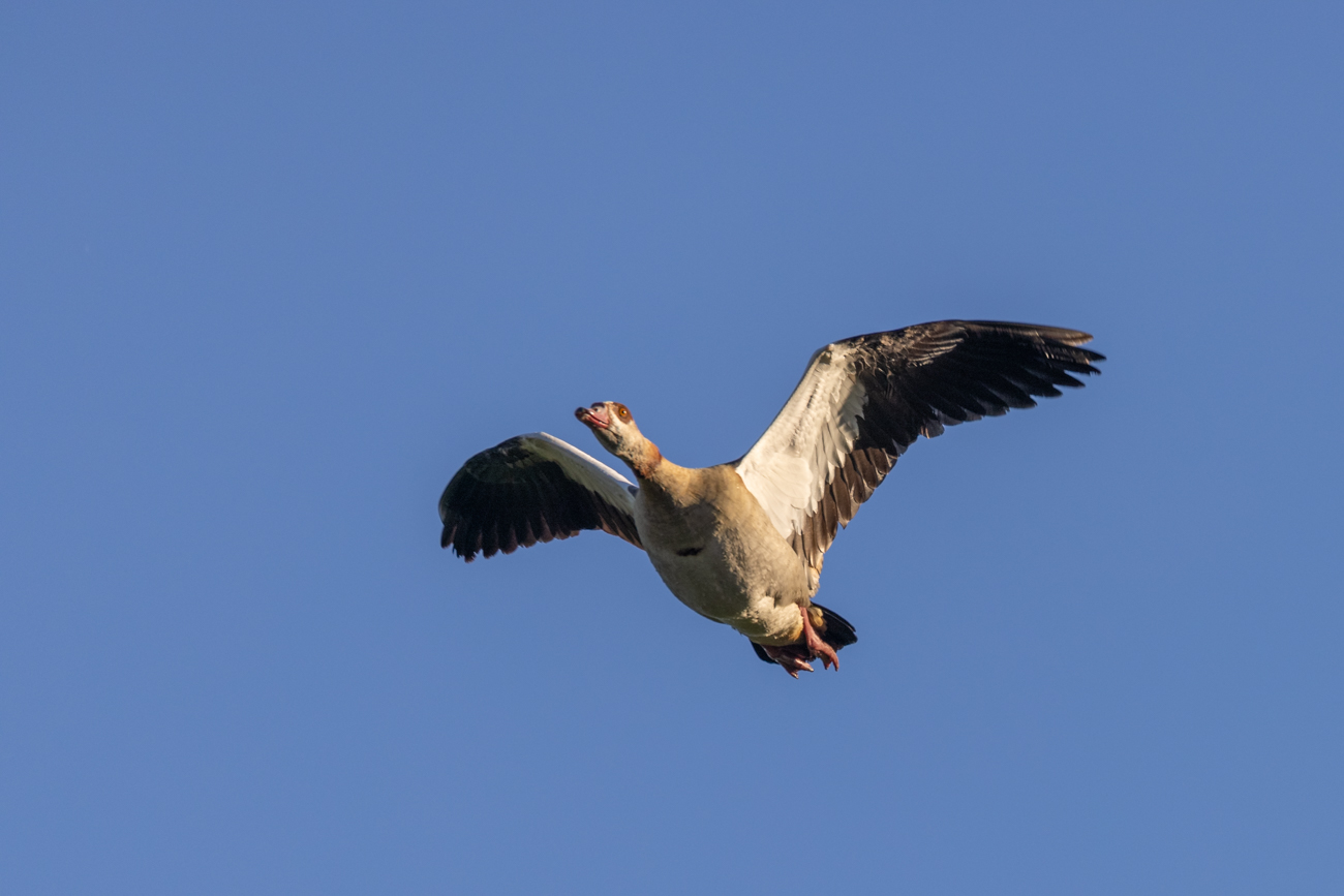 Nilgans im Anflug