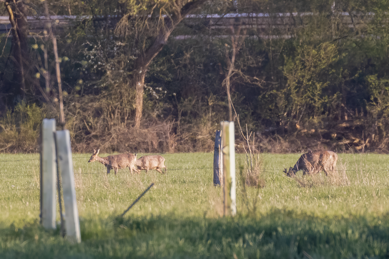 Weit entfernt kann man einige Rehe entdecken