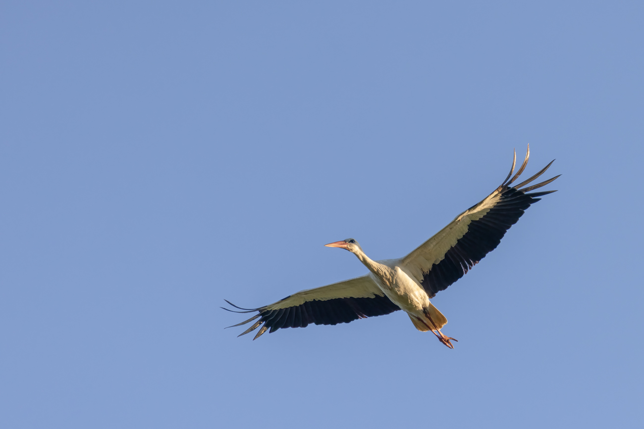 Storch beim Überflug