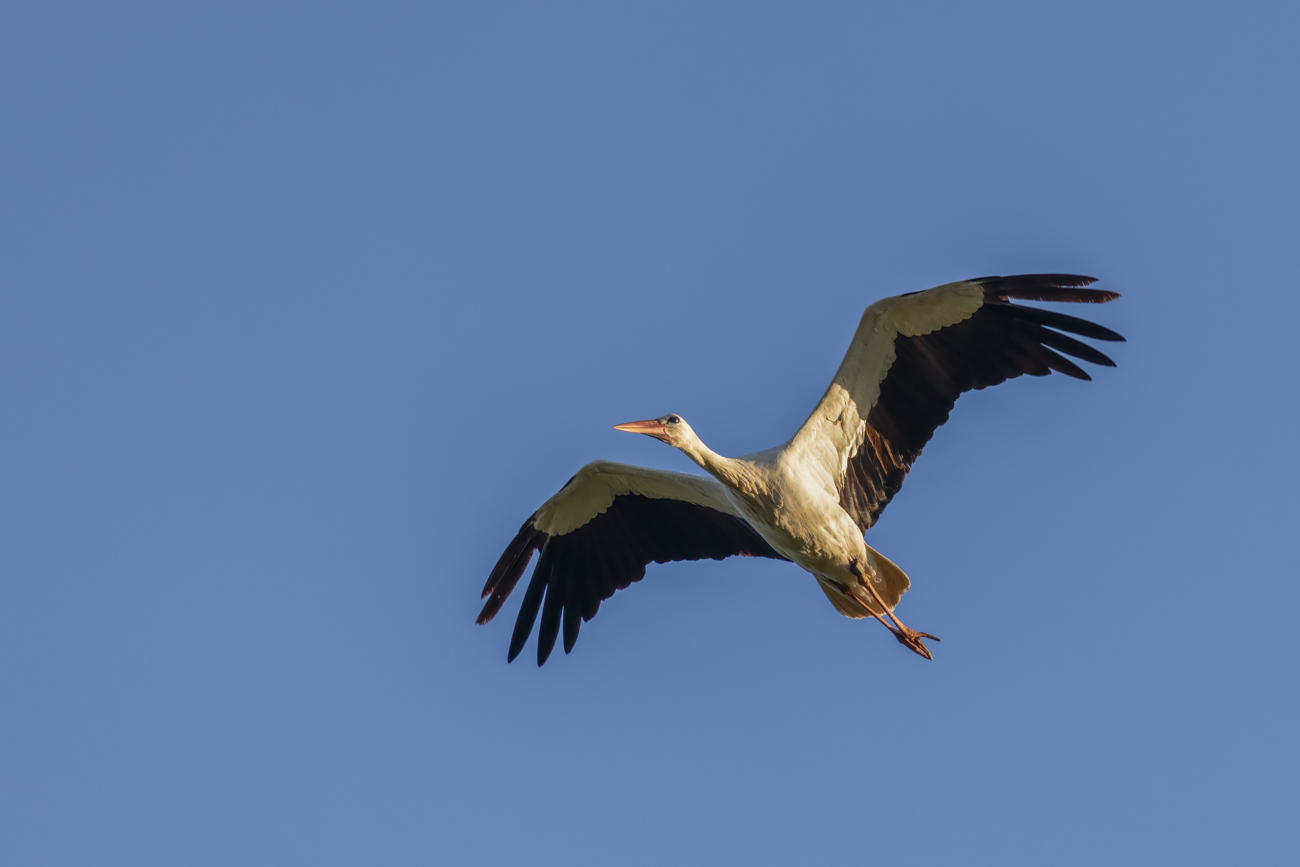 Storch beim Überflug