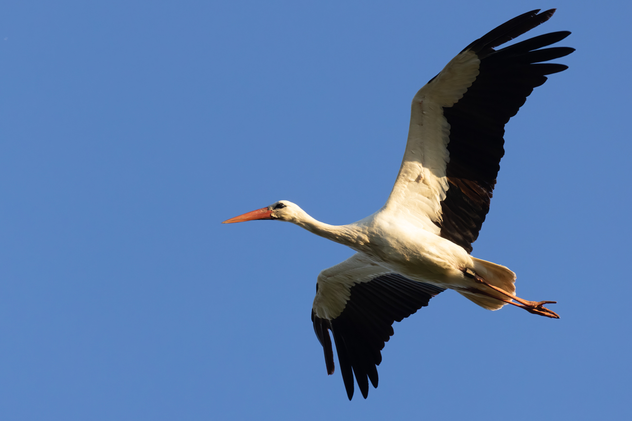 Storch beim Überflug