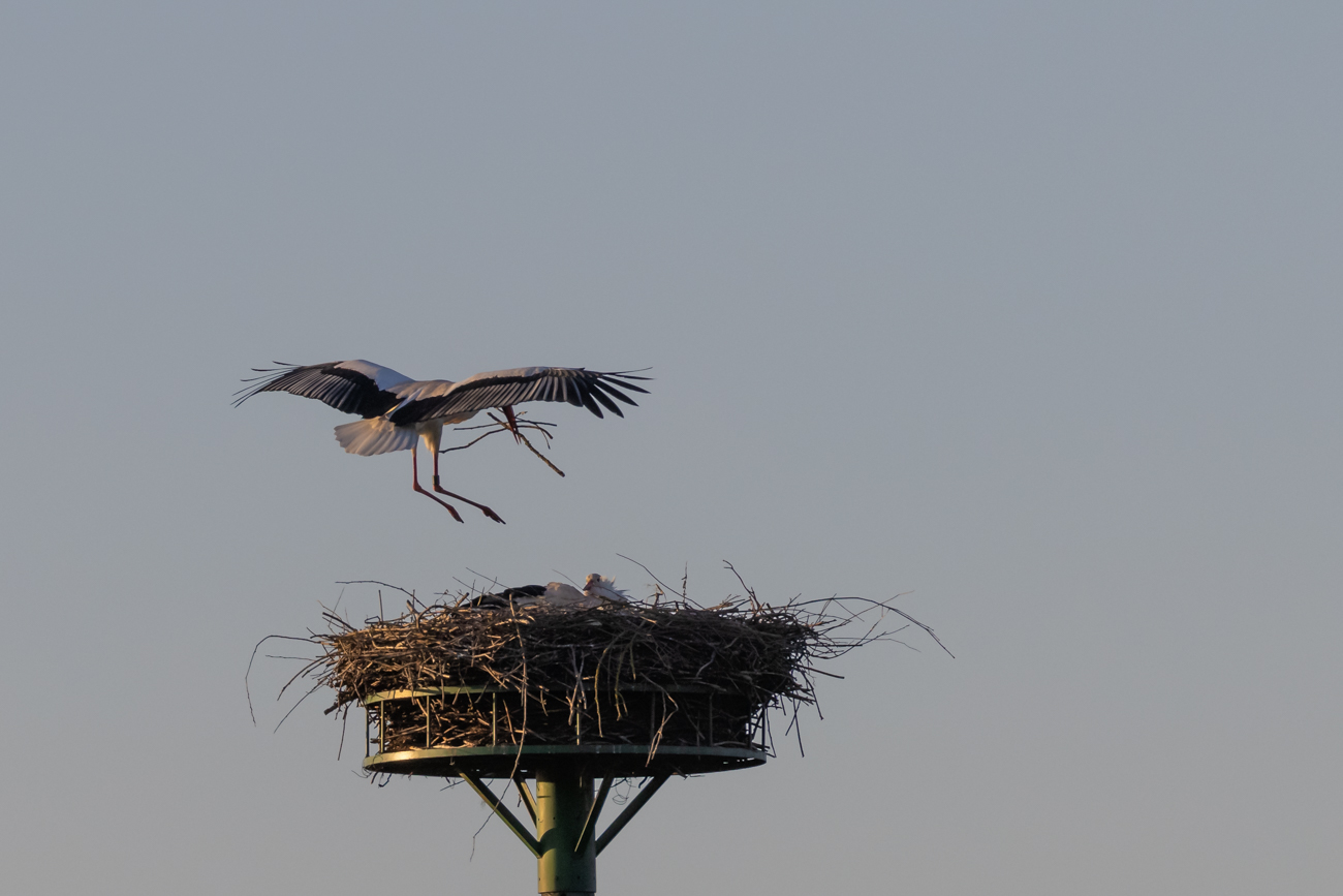 Meister Adebar bringt Nistmaterial 