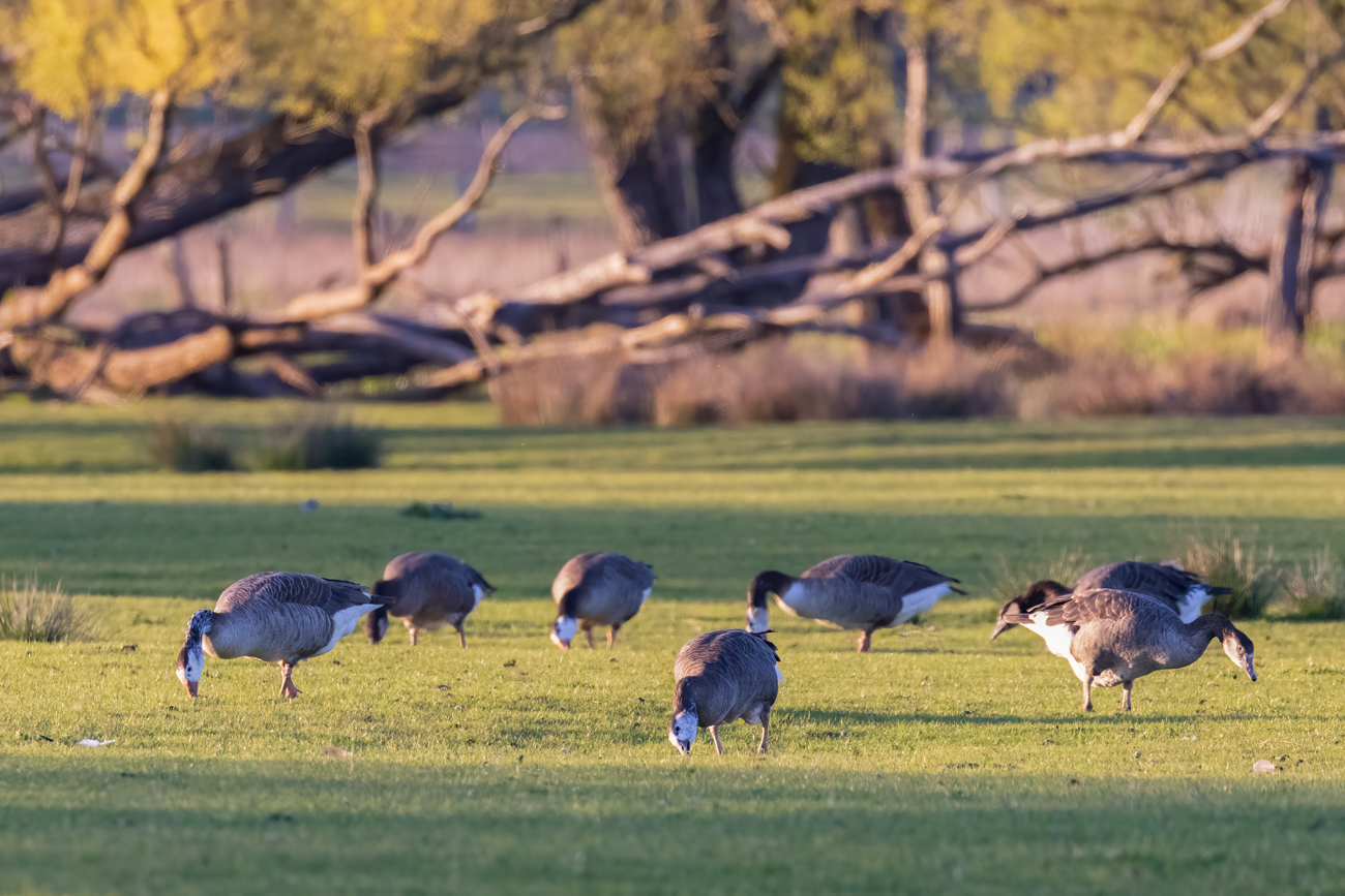 Graugänse beim Weiden