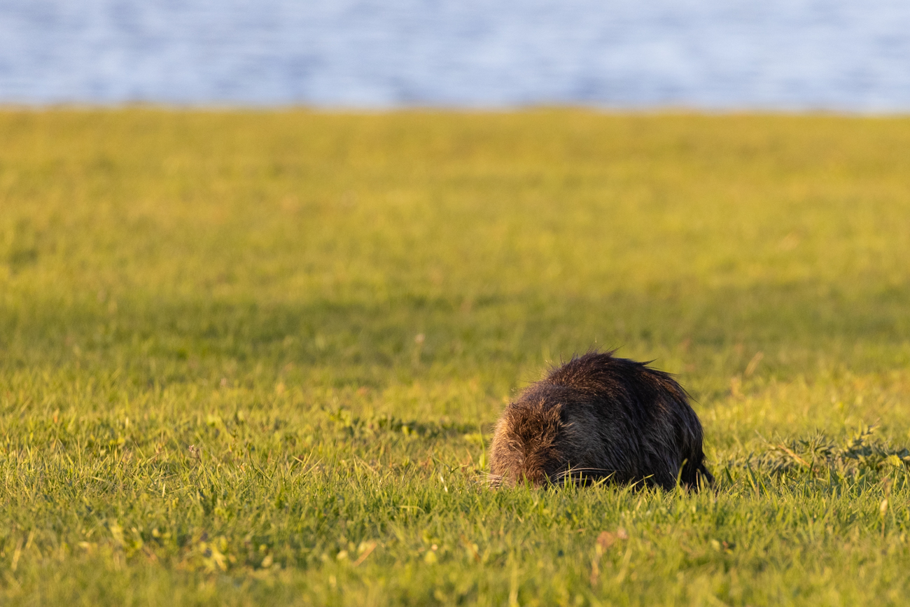 Nutria