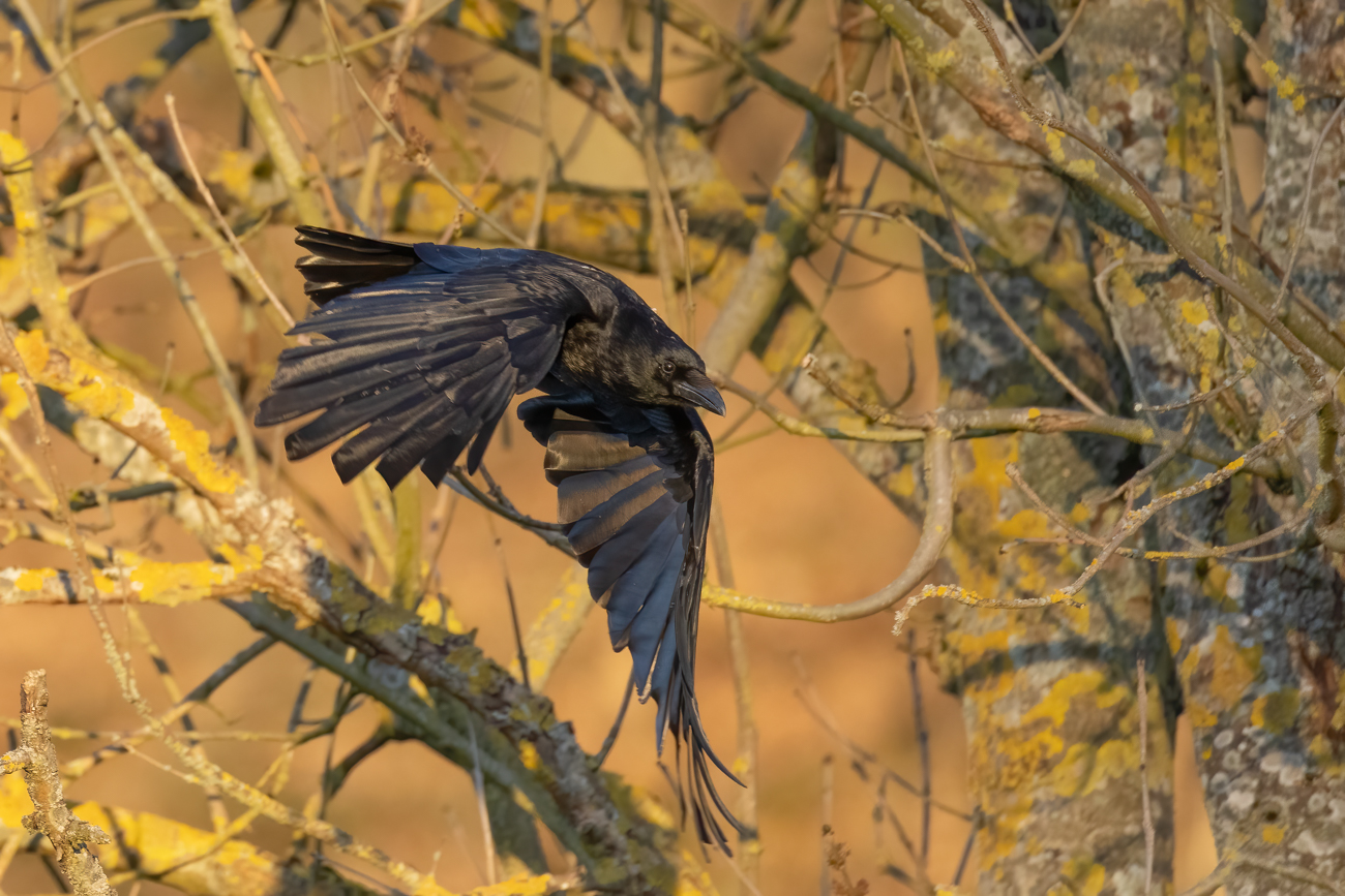 Startende Rabenkrähe