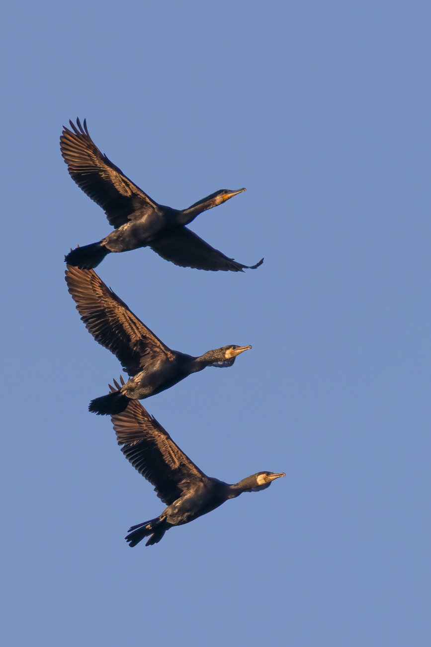 Kormorane beim Überflug