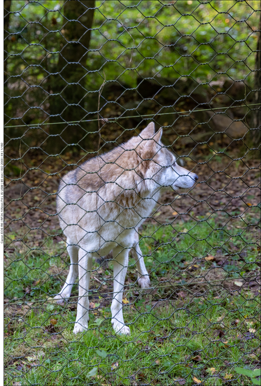 Ohne Wolf, kein Weg ;-)