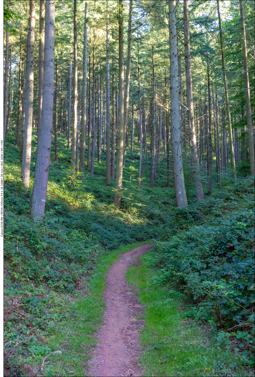 Hinter dem Gehege geht es ein Stück den Berg hinauf