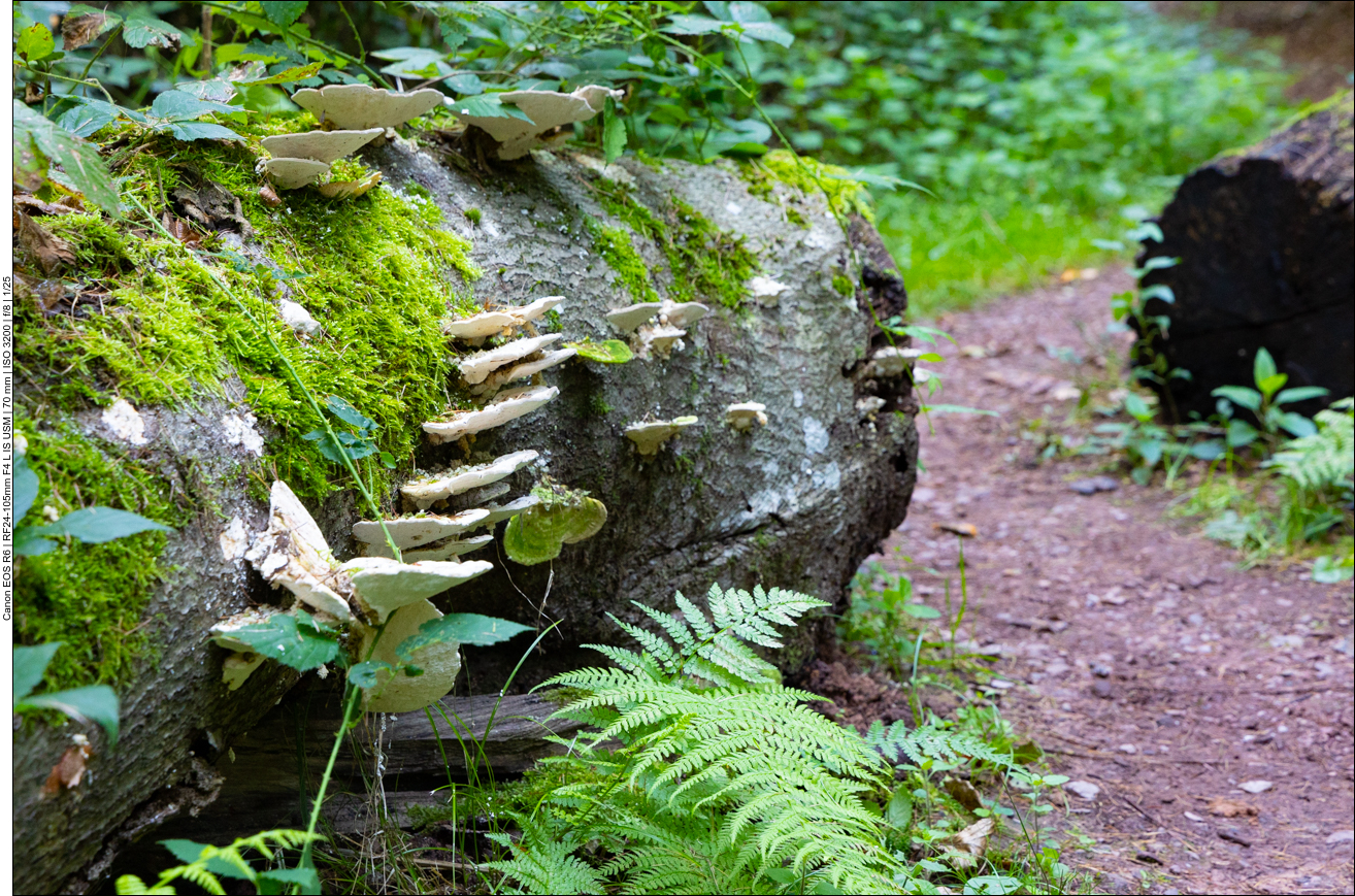 Baumpilze saugen Nährstoffe aus dem Holz