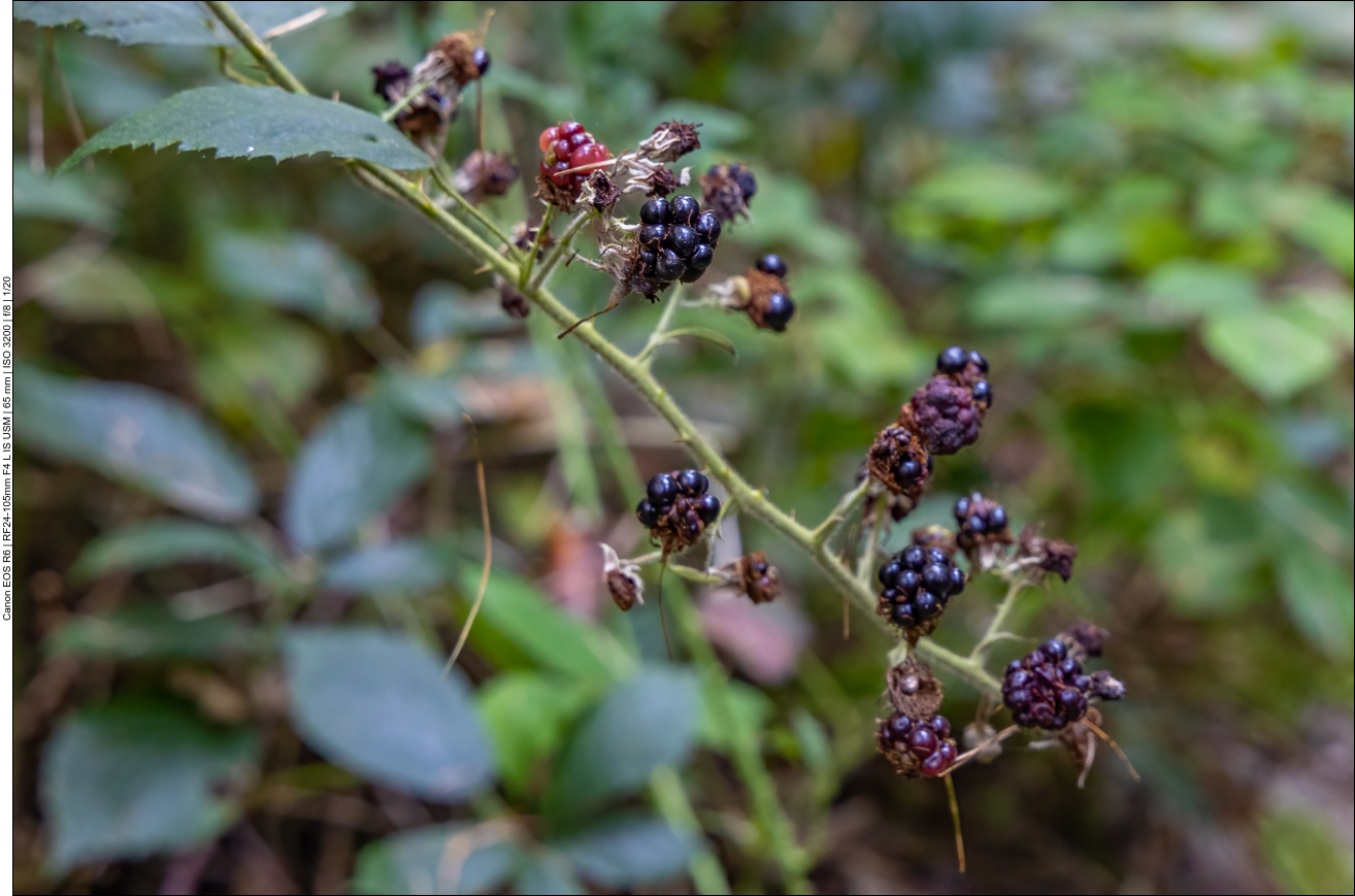 Die Brombeeren vertrocknen langsam