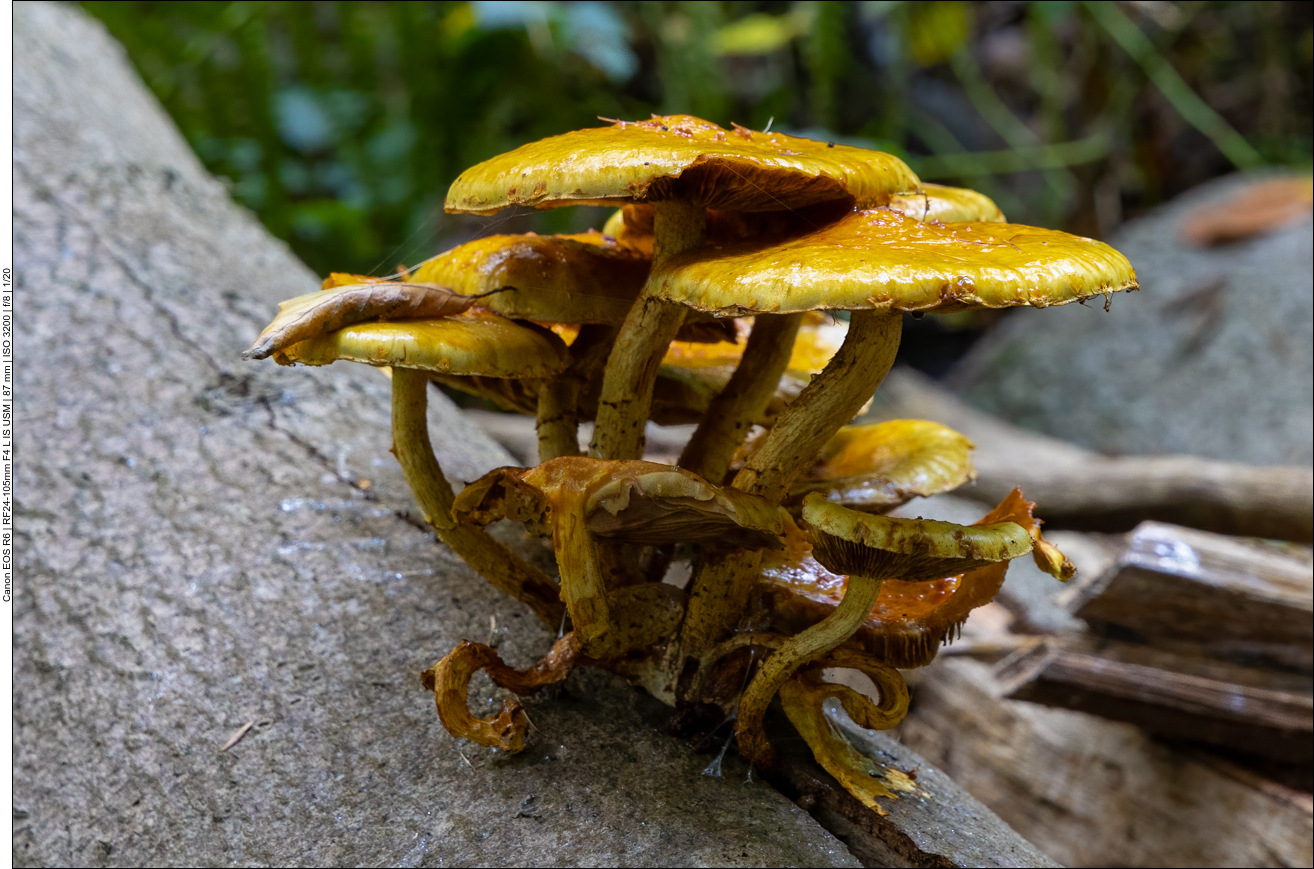 Der Herbst naht, überall Pilze