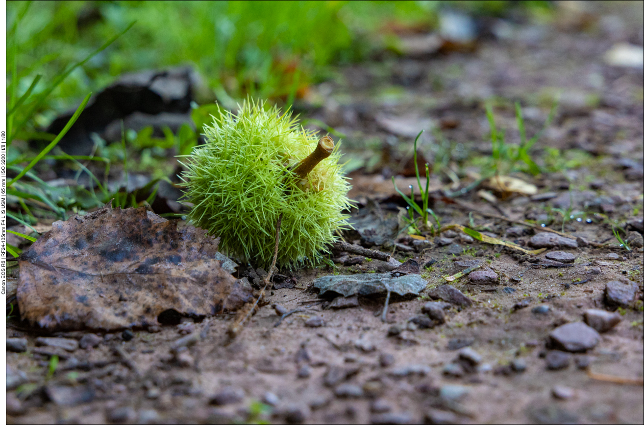 Edelkastanie [Castanea sativa]