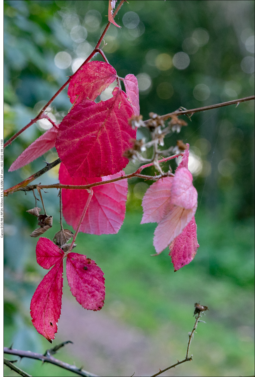 Einige Blätter der Brombeere sind schon ziemlich rot ...