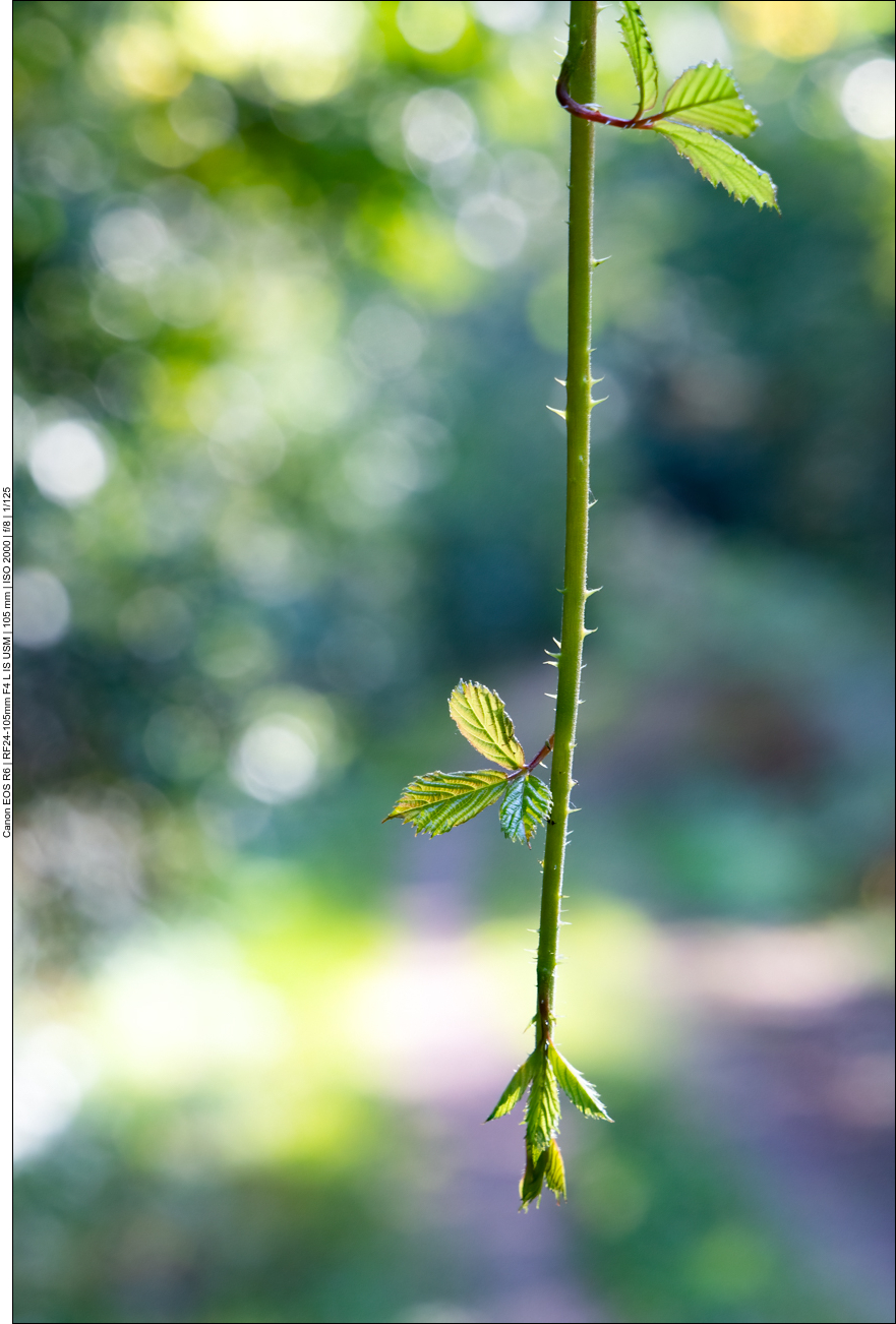 ... andere sind noch grün