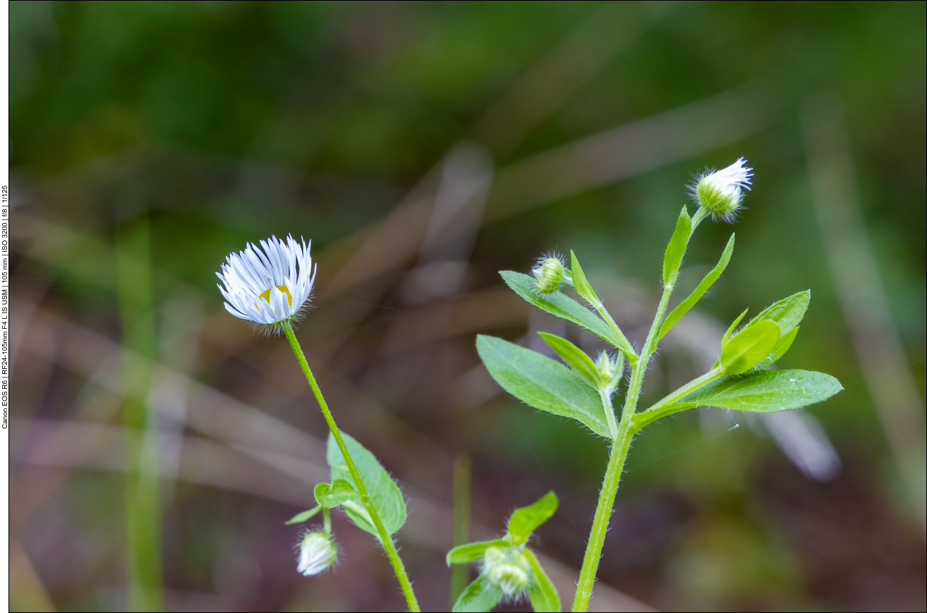Einjähriges Berufkraut [Erigeron annuus]