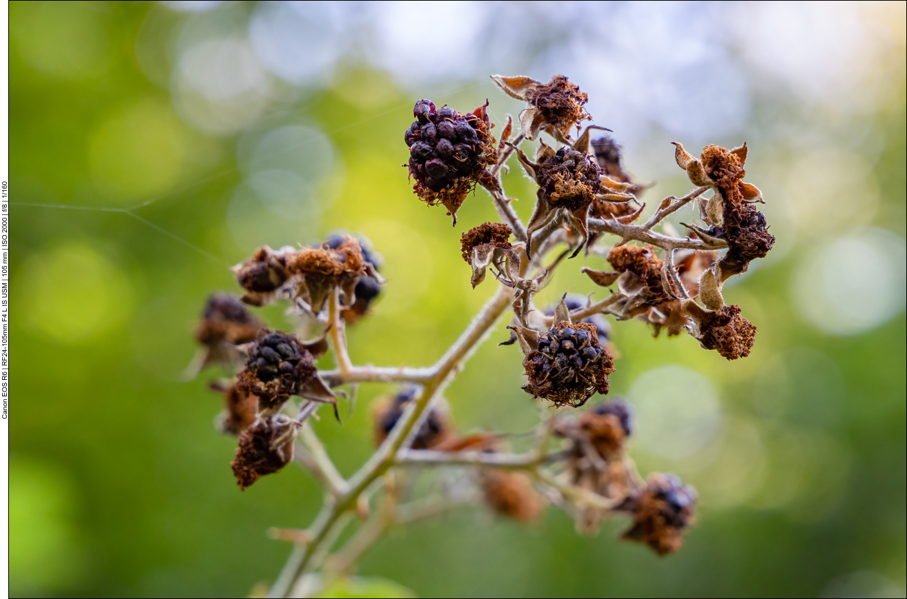 Vertrocknete Brombeere