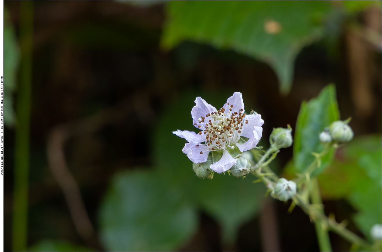Brombeerblüte