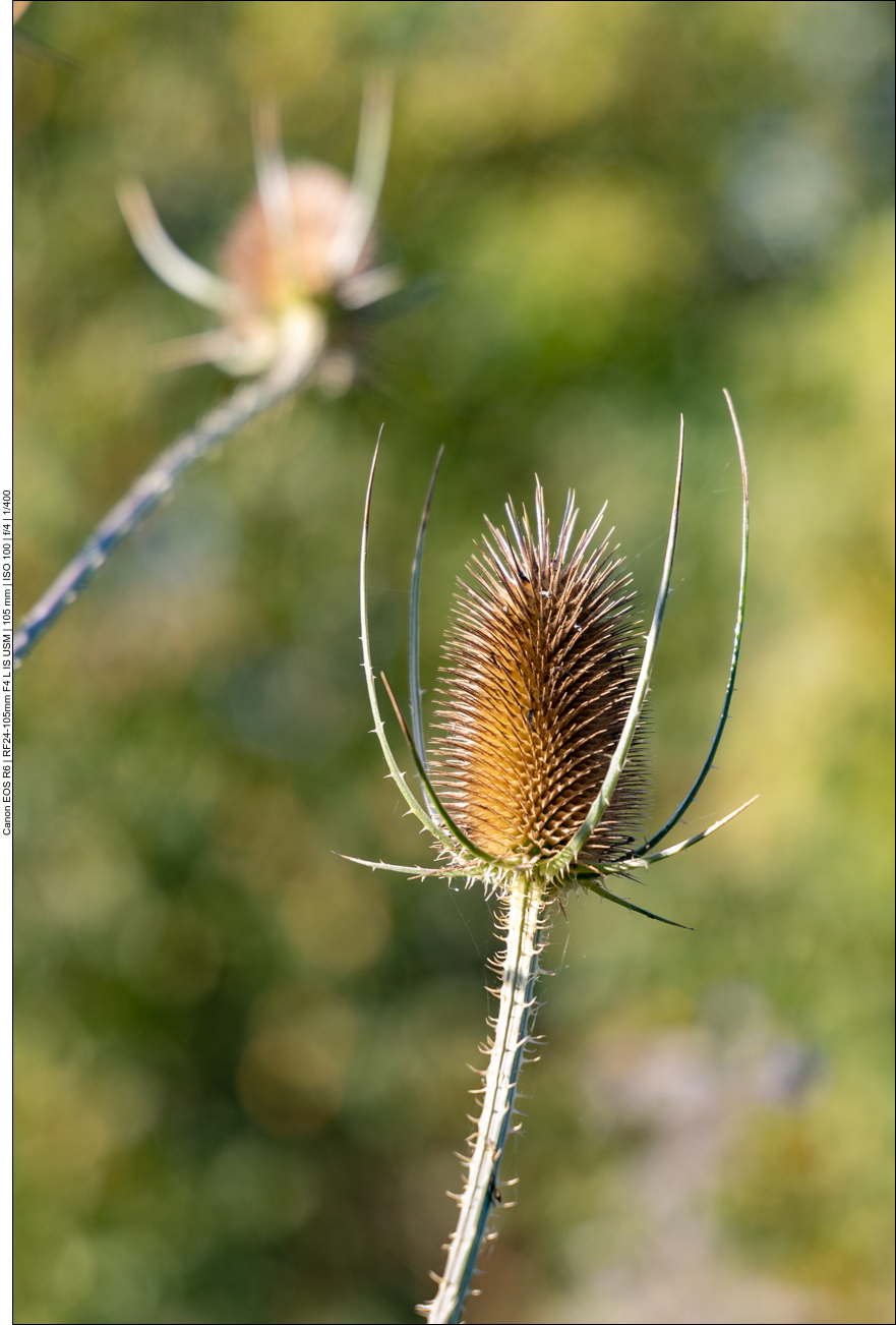 Wilde Karde [Dipsacus fullonum]