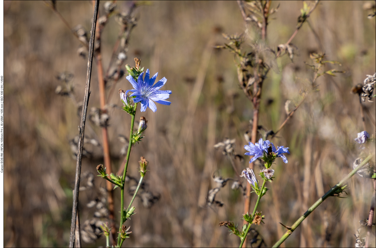 Wegwarte [Cichorium imtybus]