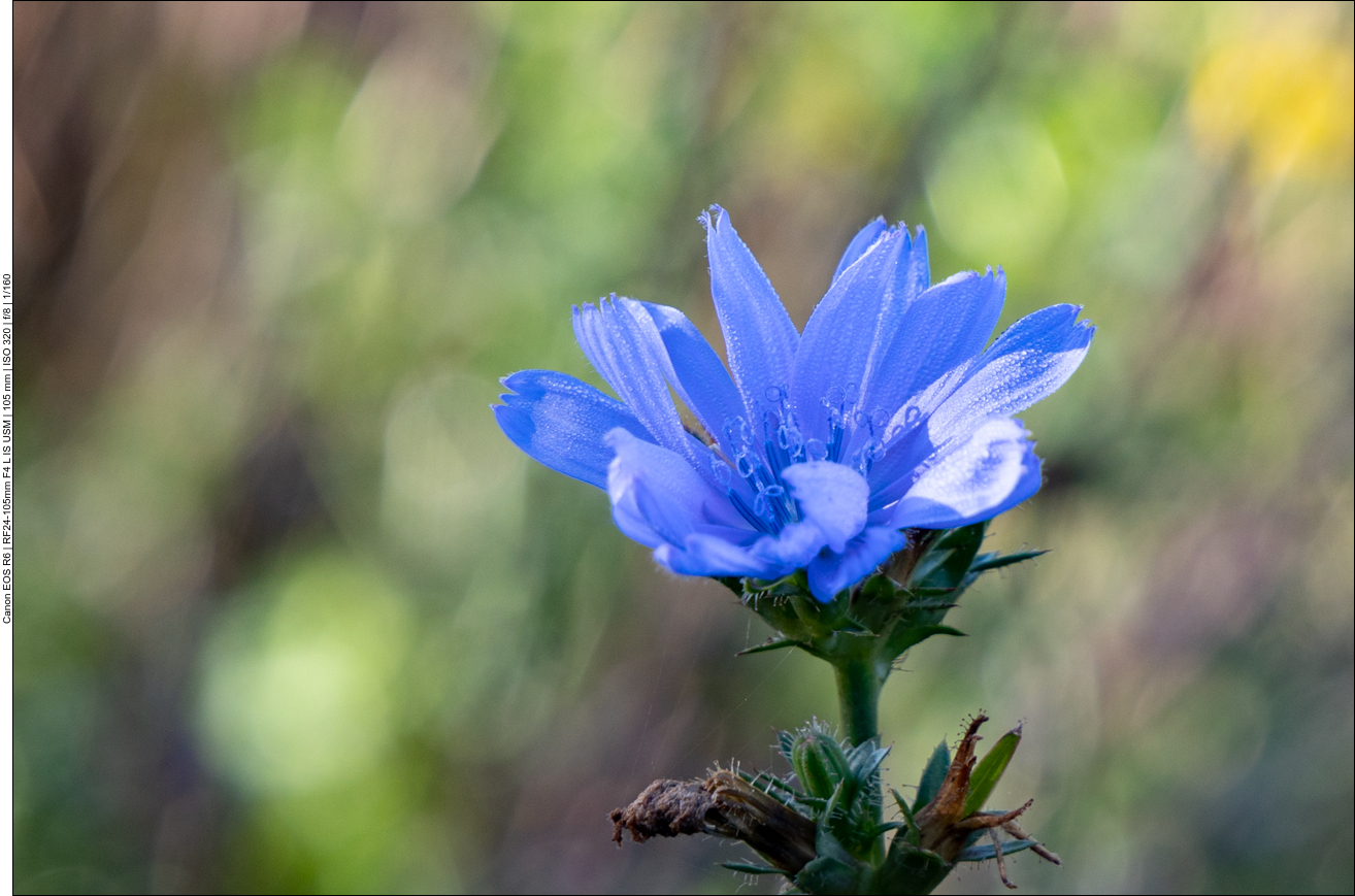 Wegwarte [Cichorium imtybus]