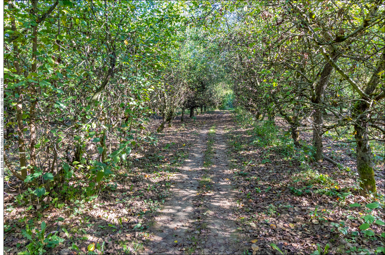 In der "Merziger Äppelkischt" (Streuobstwiesen mit Apfelbäumen)