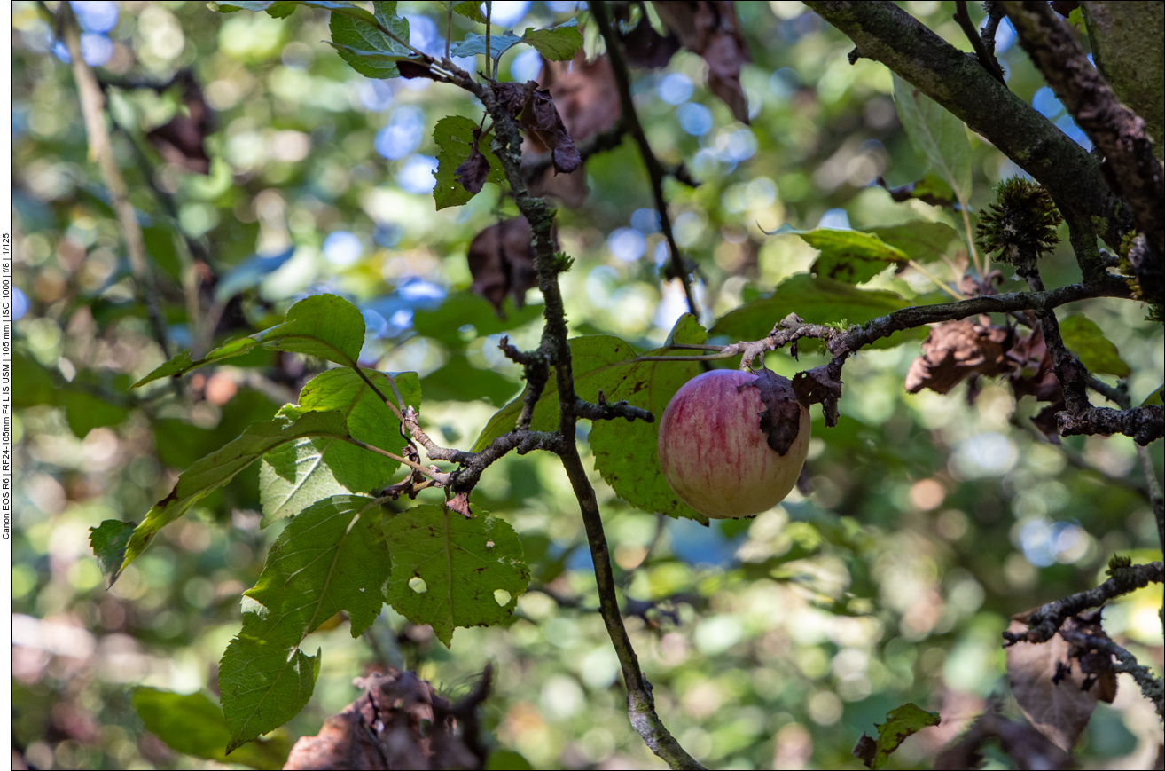 Einer der Äpfel hängt noch im Baum - aber nicht mehr lange ;-)