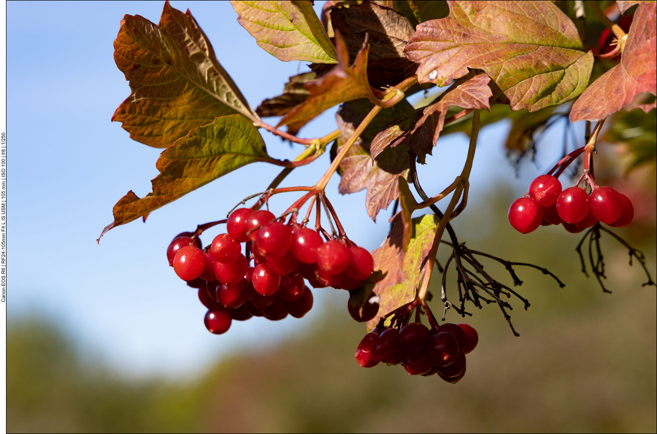 Gewöhnlicher Schneeball [Viburnum opulus]