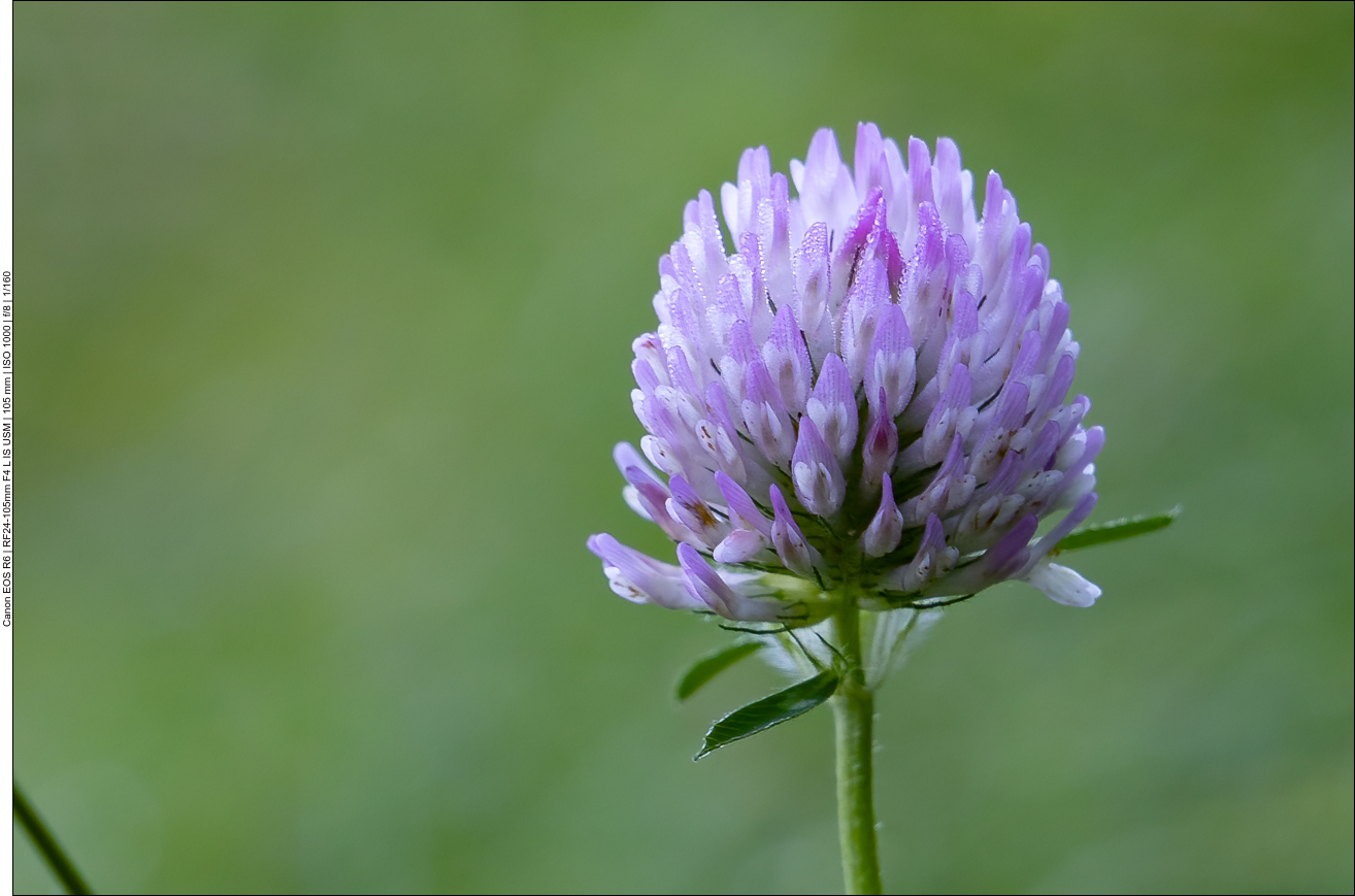 Rotklee [Trifolium pratense]