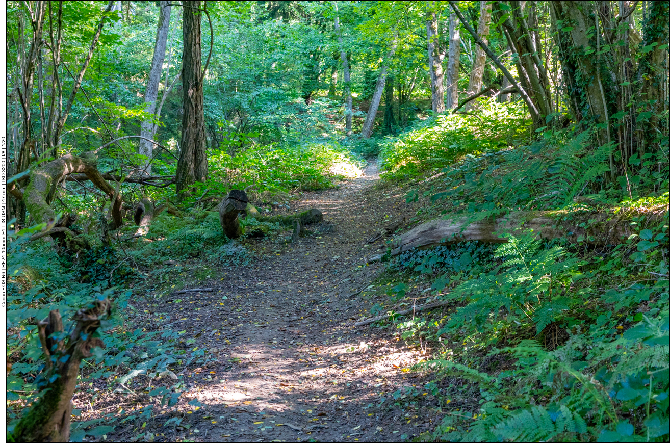 Rückweg zum Wolfsgehege