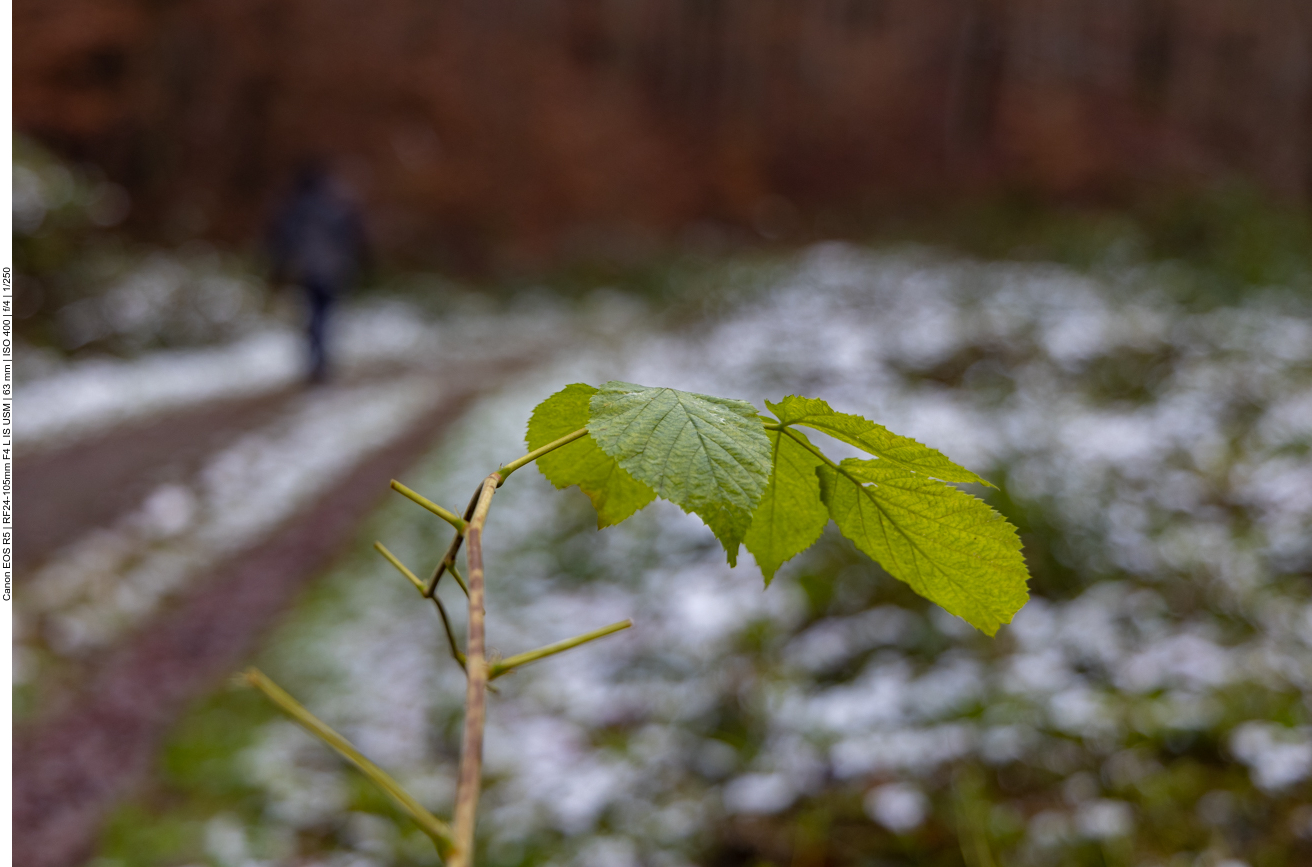 Ein wenig Schnee glitzert noch am Wegesrand