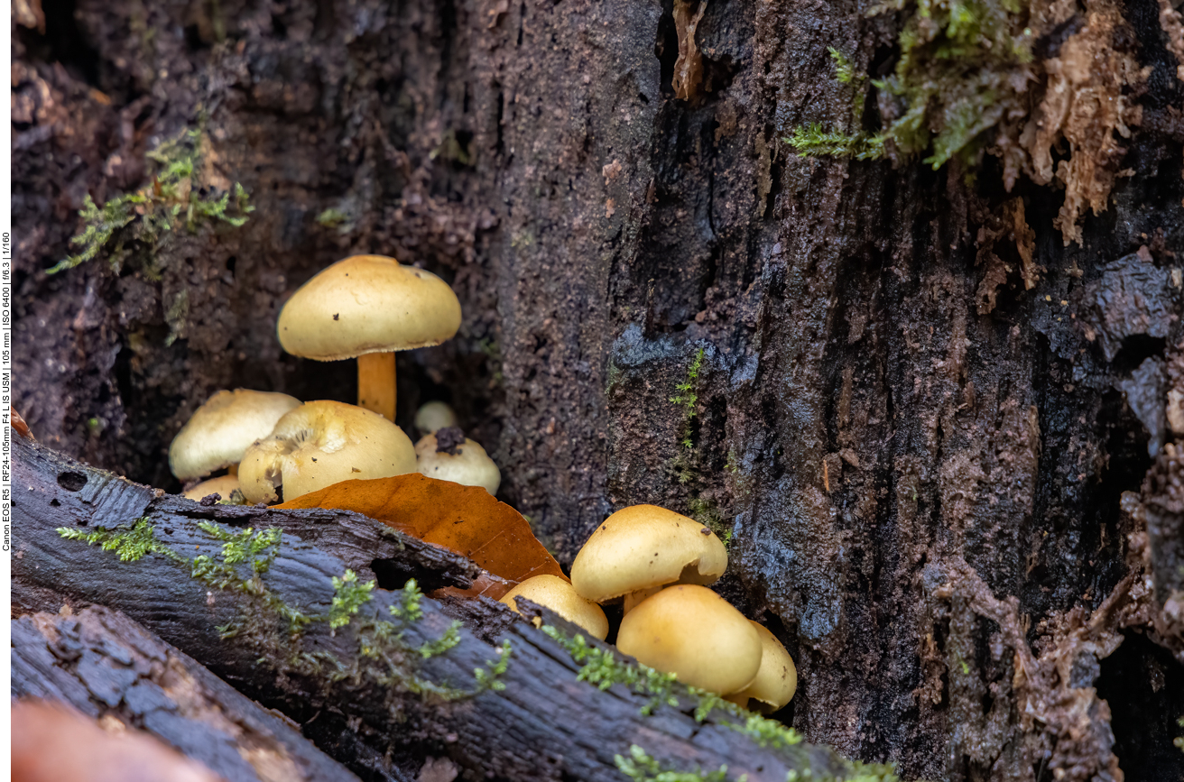 Kleine Pilze ducken sich hinter einem Baumstumpf