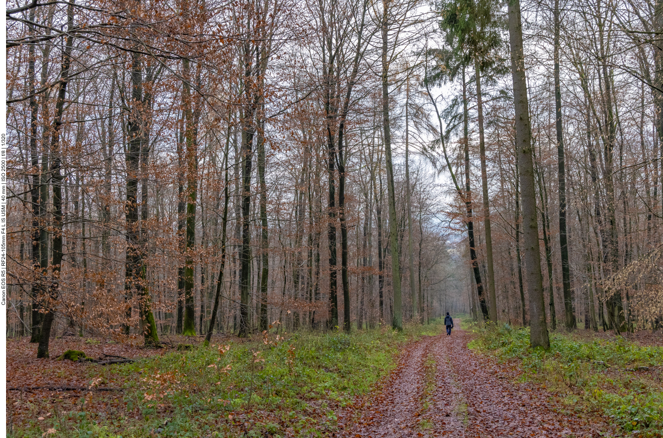 Einsamer Waldweg