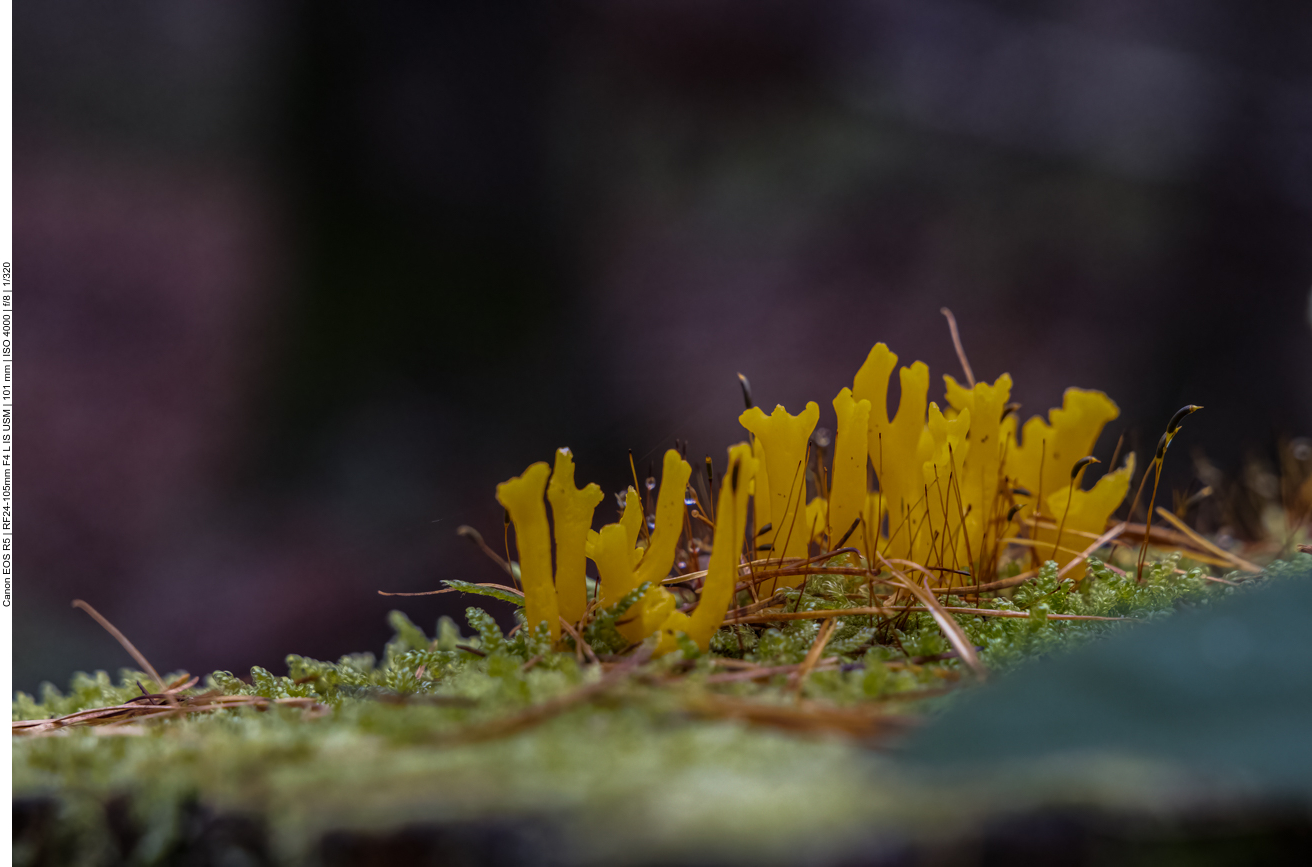 Ein Klebriger Hörnling, auch Ziegenbart genannt