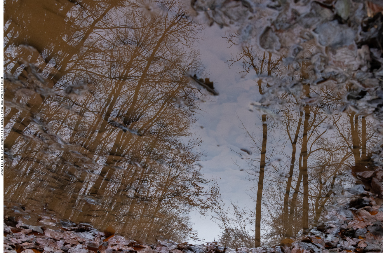 Spiegelung in einer Pfütze