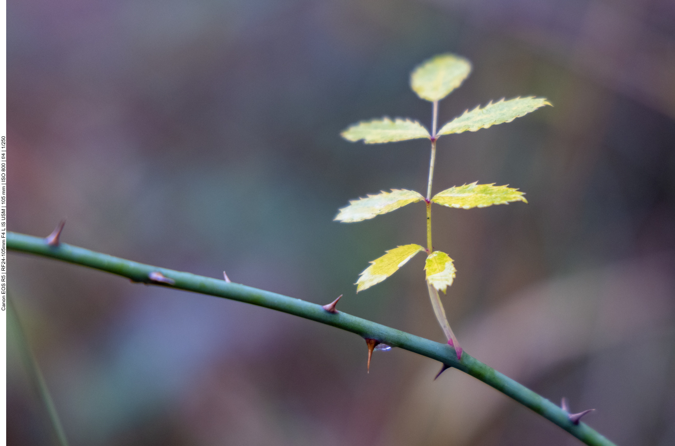 Eberesche [Sorbus aucuparia]