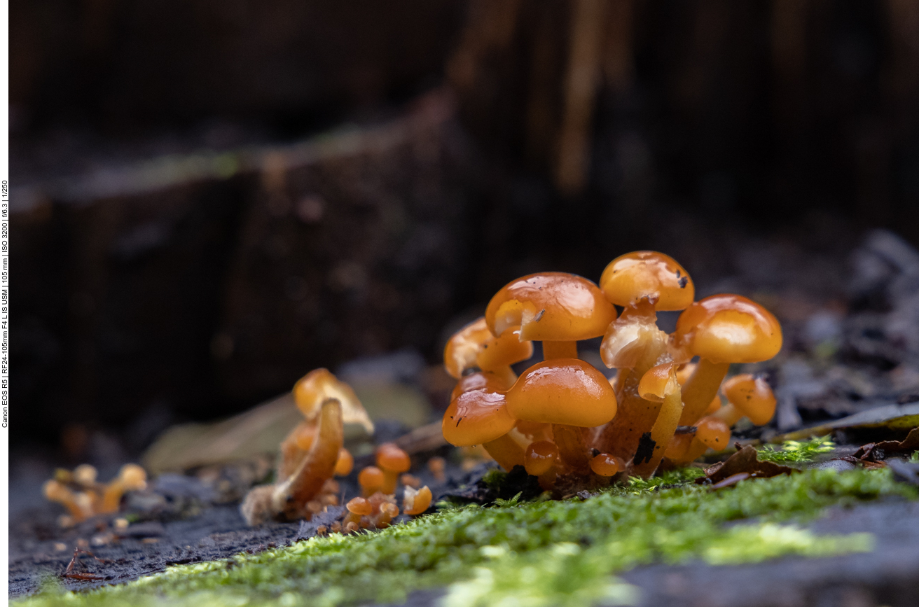 Winzig kleine Pilzchen