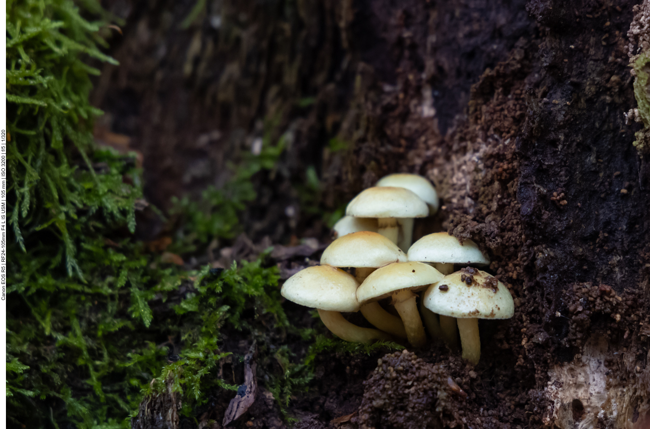 Frisch aus der Erde geschlüpfte Pilze