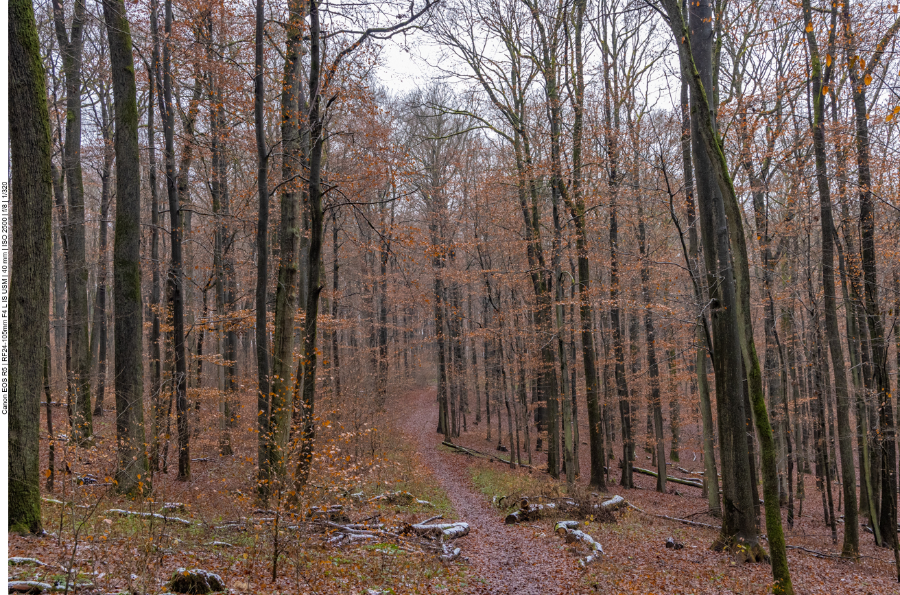 Waldweg kurz vor dem Ziel