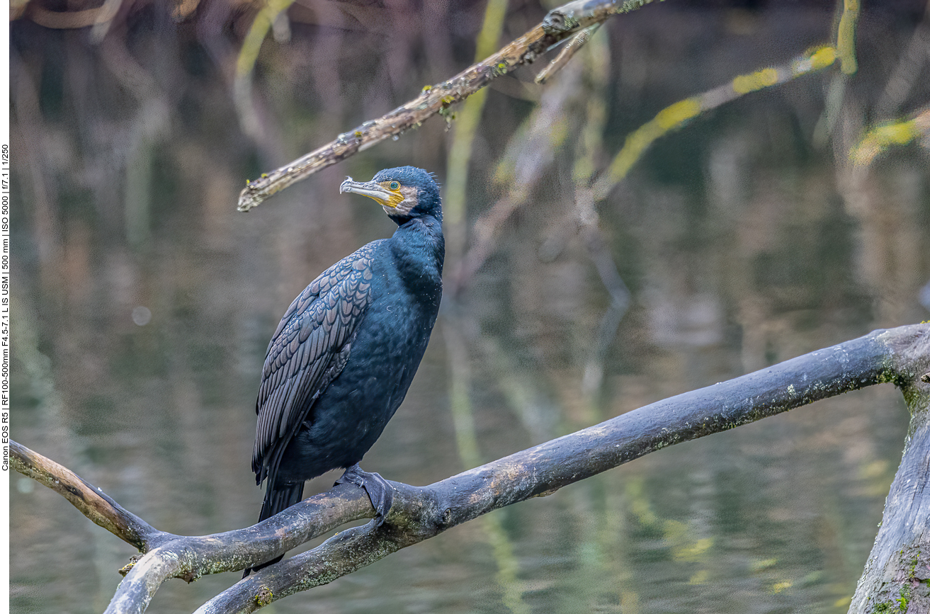 Kormoran [Phalacrocoracidae]