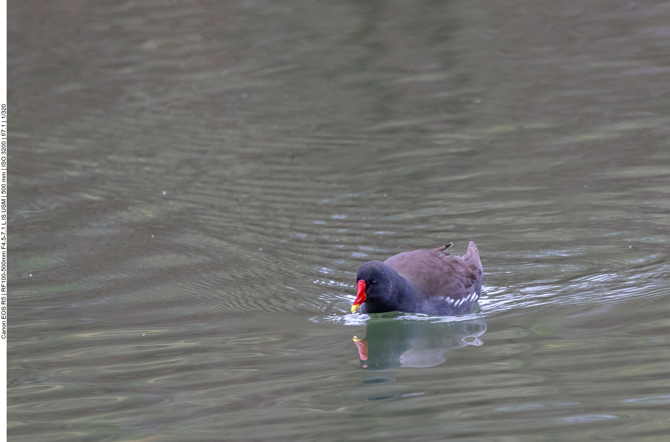 Grünfüßiges Teichhuhn