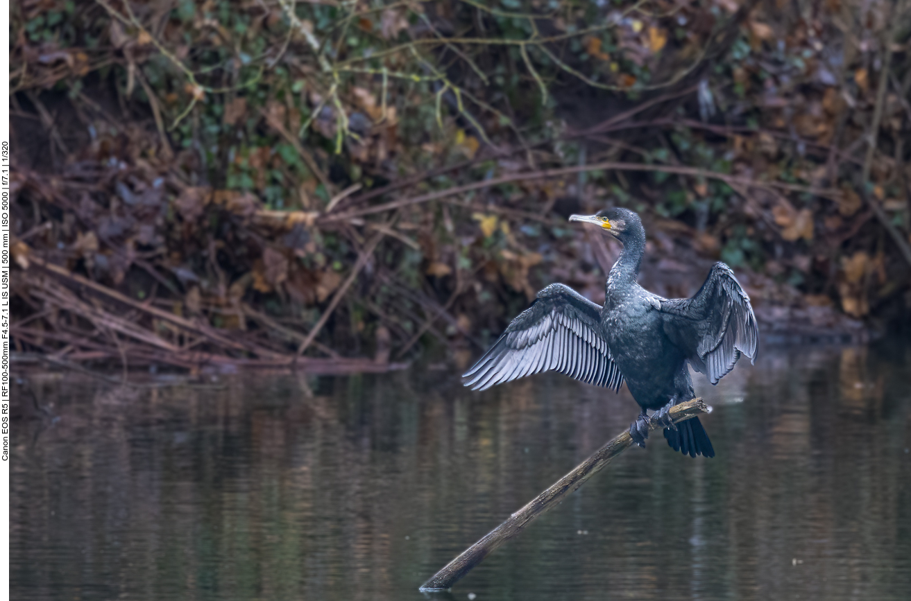 Kormoran trocknet sein Gefieder