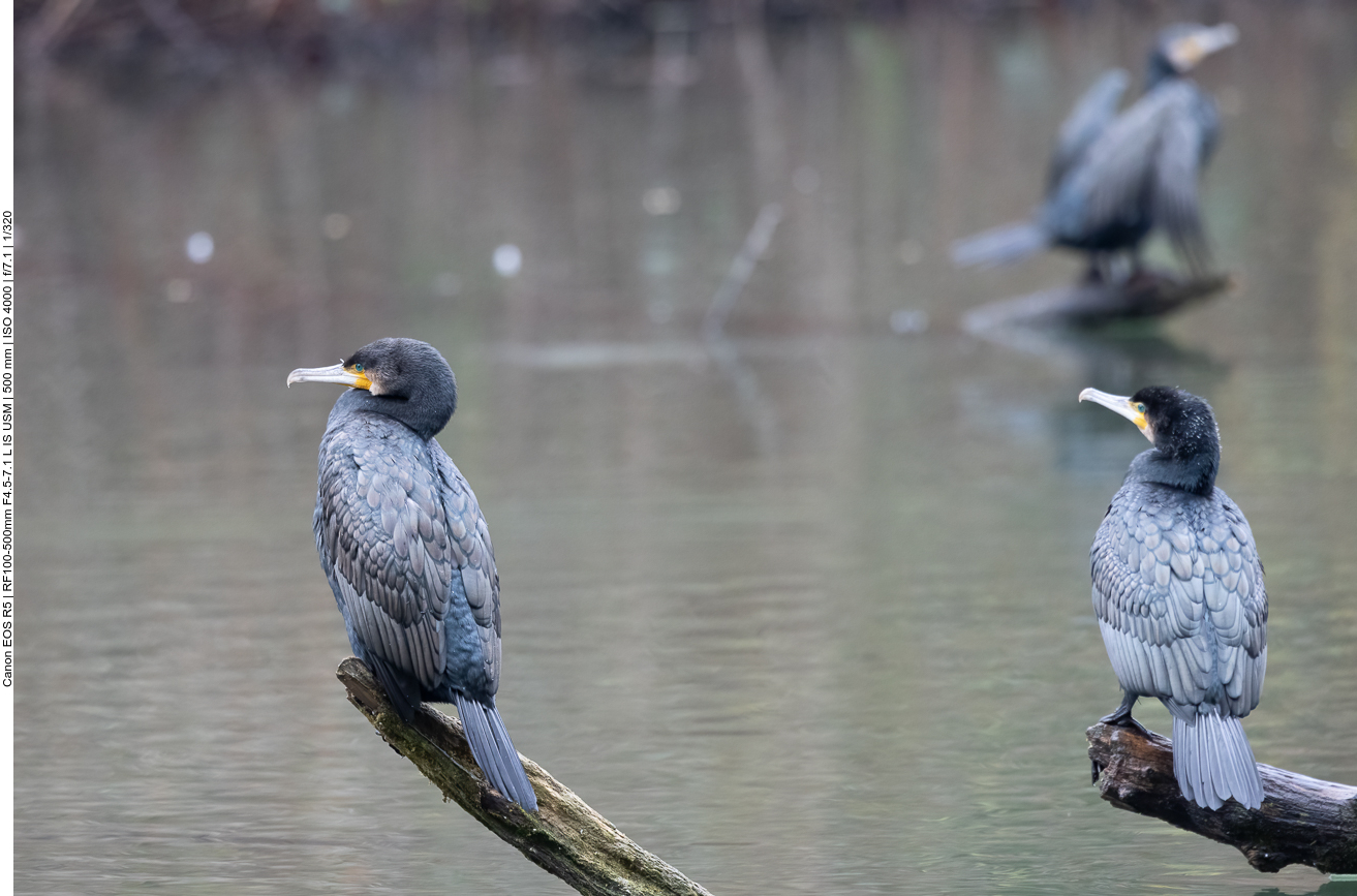 Kormorane, wie die Hühner auf der Stange ;-)