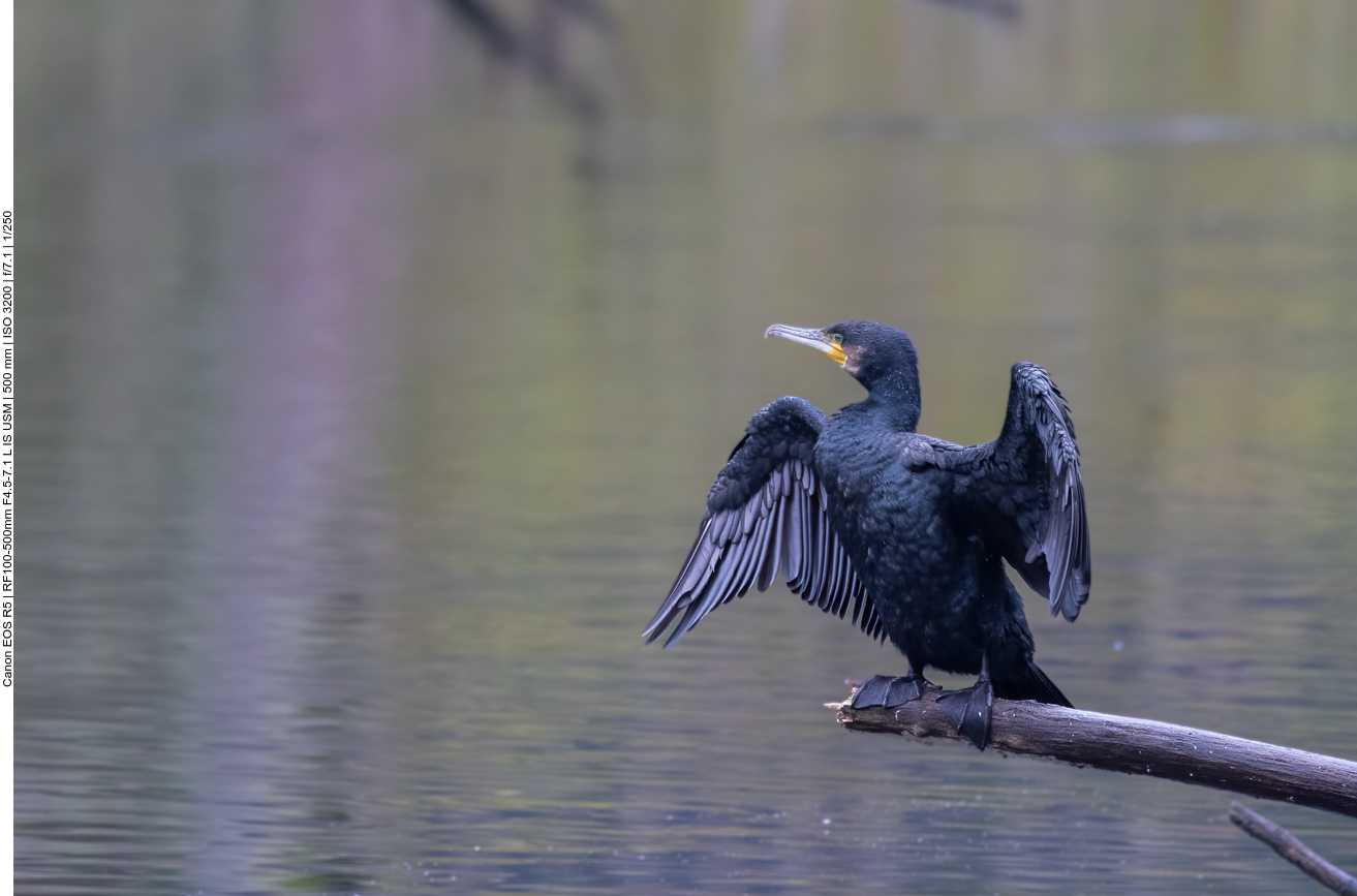 Kormoran trocknet sein Gefieder