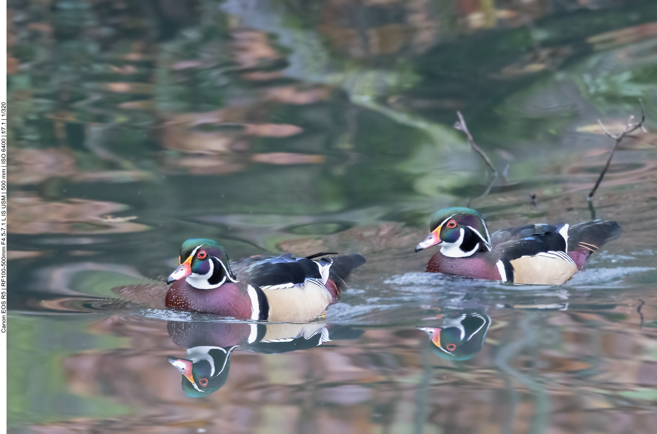 Brautente [Aix sponsa]