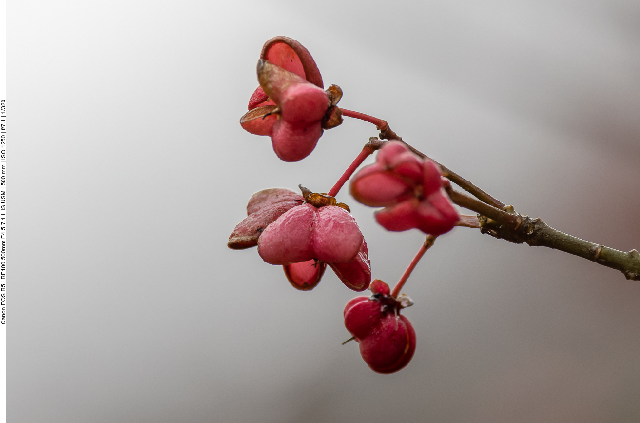 Breitblättriges Pfaffenhütchen [Euonymus latifolius]