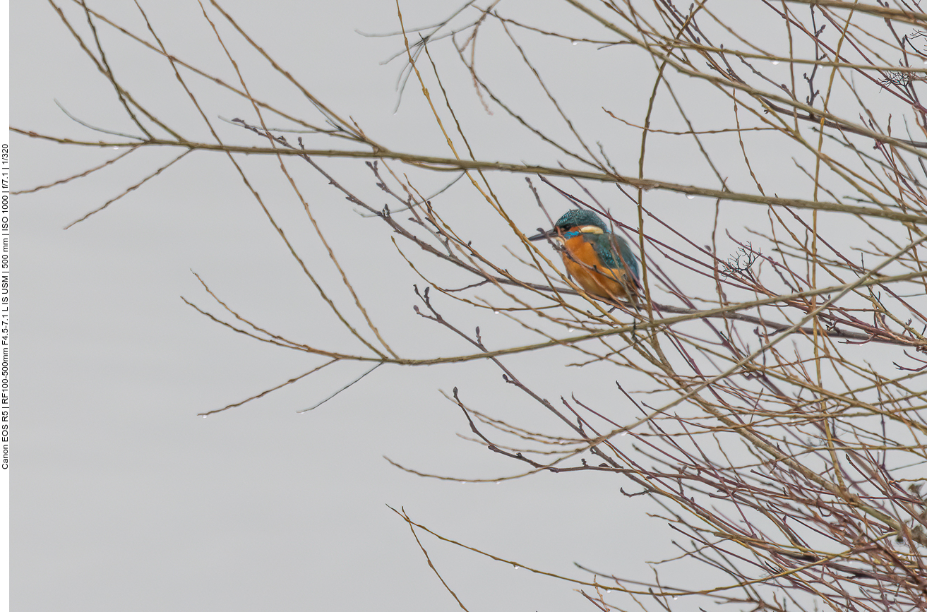 Eisvogel, leider viel zu weit weg :-(