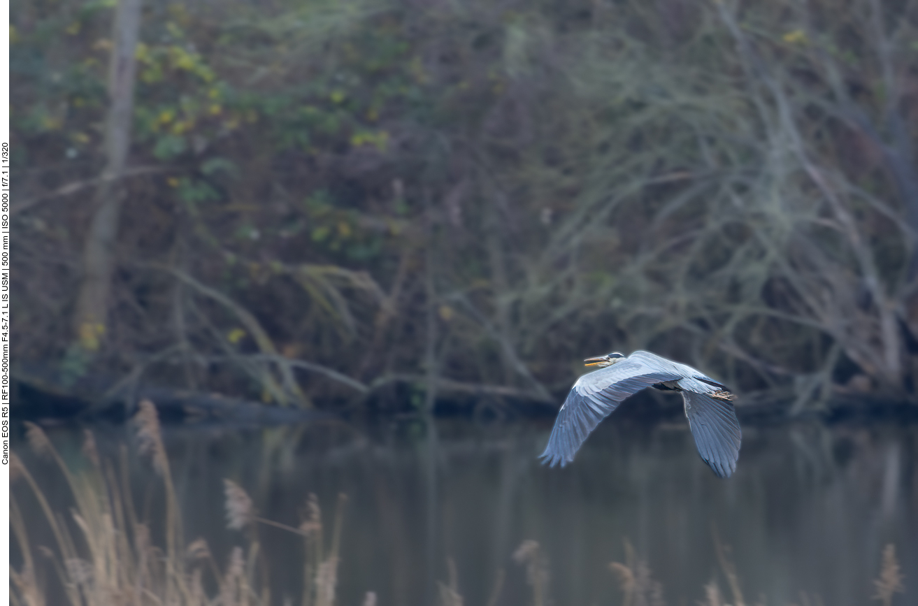 Graureiher im Flug