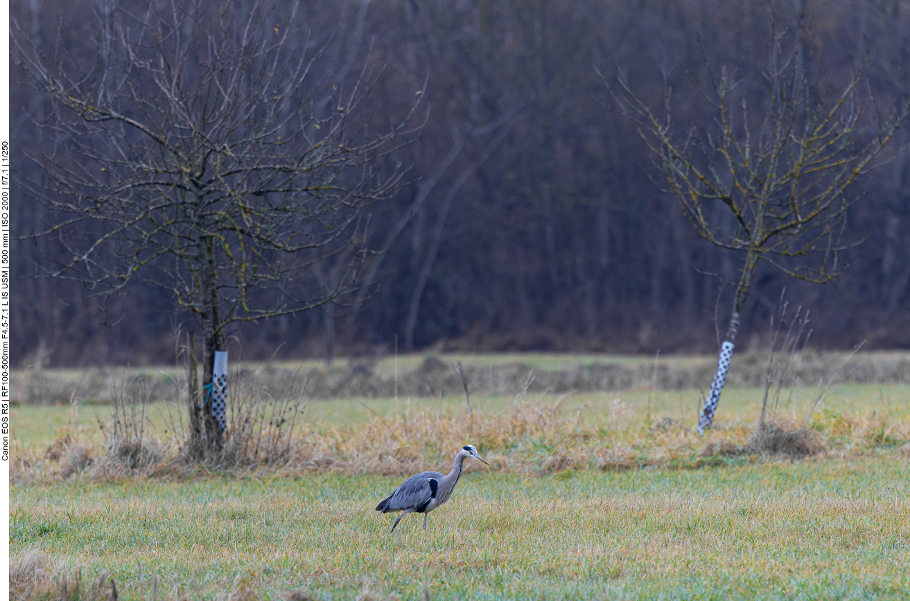 Graureiher auf Futtersuche